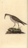 Whimbrel  Numenius Phaeopus Poster Print By ® Florilegius / Mary Evans - Item # VARMEL10936384