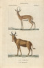 Corine Antelope  Antelope Corinna  And Extinctà Poster Print By ® Florilegius / Mary Evans - Item # VARMEL10939015
