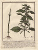 Stinging Nettle  Urtica Arvens Poster Print By ® Florilegius / Mary Evans - Item # VARMEL10935825