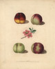 Nectarine Varieties  Prunus Persica Poster Print By ® Florilegius / Mary Evans - Item # VARMEL10935693