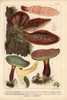 Beefsteak Fungus  Fistulina Hepatica  Edibleà Poster Print By ® Florilegius / Mary Evans - Item # VARMEL10939312