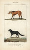 Red Wolf  Canis Lupus RufusÀ Poster Print By ® Florilegius / Mary Evans - Item # VARMEL10938958