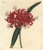 Rose-Coloured Nerine  Nerine Rosea Poster Print By ® Florilegius / Mary Evans - Item # VARMEL10935997