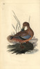 Shoveler Duck  Anas Clypeata Poster Print By ® Florilegius / Mary Evans - Item # VARMEL10936340
