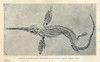 Leptonectes Tenuirostris Skeleton Poster Print By ® Florilegius / Mary Evans - Item # VARMEL10936625