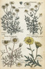 Sweet Chamomile  Stinking Mayweed  Corn Chamaemile And Oxeye Poster Print By ® Florilegius / Mary Evans - Item # VARMEL10935955