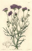 Milfoil-Leaved Or California Gilia  Gilia Achilleaefolia Poster Print By ® Florilegius / Mary Evans - Item # VARMEL10935213