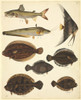 Ls Plate 139 From The John Reeves Collection Poster Print By Mary Evans / Natural History Museum - Item # VARMEL10707398