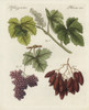 Large Damas Raisins And Small Currants Poster Print By ® Florilegius / Mary Evans - Item # VARMEL10934728