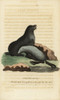 Northern Fur Seal  Callorhinus Ursinus Poster Print By ® Florilegius / Mary Evans - Item # VARMEL10937937