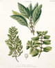 Mentha Arvensis  Peppermint Poster Print By Mary Evans / Natural History Museum - Item # VARMEL10706027