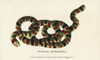 Coral Snake  Micrurus Surinamensis Poster Print By ® Florilegius / Mary Evans - Item # VARMEL10937852 Coral Snake  Micrurus Surinamensis Poster Print By ® Florilegius / Mary Evans - Item # VARMEL10937852