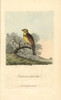 Yellow Bunting  Yellowhammer  Emberiza Citrinella Poster Print By ® Florilegius / Mary Evans - Item # VARMEL10937360