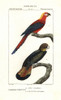 Extinct Cuban Red Macaw  Ara Tricolor  Andà Poster Print By ® Florilegius / Mary Evans - Item # VARMEL10936136