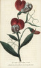 Everlasting Pea  Lathyrus Latifolia Poster Print By ® Florilegius / Mary Evans - Item # VARMEL10937964