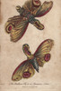 Lanthorn Fly Or Lantern Fly In Its Luminousà Poster Print By ® Florilegius / Mary Evans - Item # VARMEL10941229