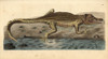 Nile Crocodile  Crocodylus Niloticus Poster Print By ® Florilegius / Mary Evans - Item # VARMEL10940644