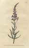Purple Toad-Flax  Linaria Purpurea Poster Print By ® Florilegius / Mary Evans - Item # VARMEL10935181