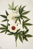 Hibiscus Canabinus  Kenaf Poster Print By Mary Evans / Natural History Museum - Item # VARMEL10713049