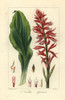 Latin American Lady Orchid  Stenorrhynchos Speciosus Poster Print By ® Florilegius / Mary Evans - Item # VARMEL10934635