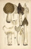 Morel  Saddle And Helvella Mushrooms Poster Print By ® Florilegius / Mary Evans - Item # VARMEL10936593