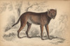 Dhole  Cuon Alpinus Poster Print By ® Florilegius / Mary Evans - Item # VARMEL10938807