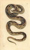 Russel'S Viper  Daboia Russelii Endangered Poster Print By ® Florilegius / Mary Evans - Item # VARMEL10940417
