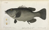 Fish Illustration By Robert Neill Poster Print By Mary Evans / Natural History Museum - Item # VARMEL10716168