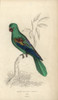 Great-Billed Parrot  Tanygnathus Megalorynchos Poster Print By ® Florilegius / Mary Evans - Item # VARMEL10939110