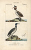 Horned Or Slavonian Grebe  Podiceps Auritusà Poster Print By ® Florilegius / Mary Evans - Item # VARMEL10938885