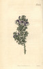 Prickly Psoralea  Psoralea Aculeata Poster Print By ® Florilegius / Mary Evans - Item # VARMEL10936029