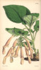 Tuberous Rooted Gesneria Brick-Coloured Varietyà Poster Print By ® Florilegius / Mary Evans - Item # VARMEL10935054