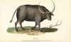 Wild Water Buffalo  Bubalus Arnee Poster Print By ® Florilegius / Mary Evans - Item # VARMEL10937869