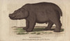 Hippopotamus  Hippopotamus Amphibius Poster Print By ® Florilegius / Mary Evans - Item # VARMEL10941001