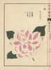Pink And White Camellia  Tagasode  Thea Japonicaà Poster Print By ® Florilegius / Mary Evans - Item # VARMEL10938641