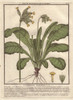 Cowslip  Primula Veris Poster Print By ® Florilegius / Mary Evans - Item # VARMEL10935812