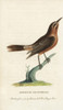 Orchard Oriole  Icterus Spurius Poster Print By ® Florilegius / Mary Evans - Item # VARMEL10937970