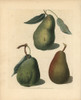 Pear Varieties  Pyrus Communis Poster Print By ® Florilegius / Mary Evans - Item # VARMEL10935713