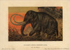 Woolly Or Tundra Mammoth  Mammuthus Primigenius Poster Print By ® Florilegius / Mary Evans - Item # VARMEL10937742