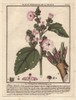 Common Marshmallow  Althaea Officinalis Poster Print By ® Florilegius / Mary Evans - Item # VARMEL10935854