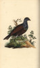 Wood Grouse  Tetrao Urogallus Poster Print By ® Florilegius / Mary Evans - Item # VARMEL10936401