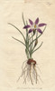 Crocus-Leav'D Ixia With Purple Flowers  Nativeà Poster Print By ® Florilegius / Mary Evans - Item # VARMEL10934874