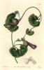 Chilean Birthwort  Aristolochia Chilensis Poster Print By ® Florilegius / Mary Evans - Item # VARMEL10935211