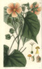 Sida Mollis  Soft-Leaved Sida With Pale-Orangeà Poster Print By ® Florilegius / Mary Evans - Item # VARMEL10934912
