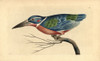 White Collared Kingfisher  Alcedo Caerulea Poster Print By ® Florilegius / Mary Evans - Item # VARMEL10940394