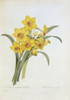 Narcissus Tazetta  Tazetta Daffodil Poster Print By Mary Evans / Natural History Museum - Item # VARMEL10704950