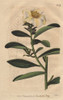 Penang Camellia  White Camellia With Yellowishà Poster Print By ® Florilegius / Mary Evans - Item # VARMEL10935015