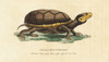 Eastern Mud Turtle  Kinosternon Subrubrum Poster Print By ® Florilegius / Mary Evans - Item # VARMEL10937874