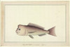 Pagrus Auratus  Red Snapper Poster Print By Mary Evans / Natural History Museum - Item # VARMEL10708553