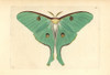 Luna Moth  Actias Luna Poster Print By ® Florilegius / Mary Evans - Item # VARMEL10940389